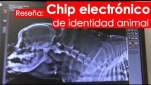 Asi-funciona-el-chip-para-perros
